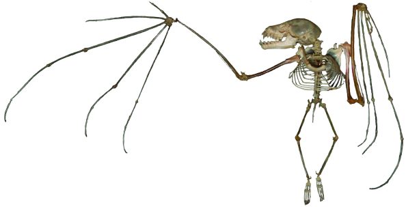 cropped-cooperbatskeleton1.jpg